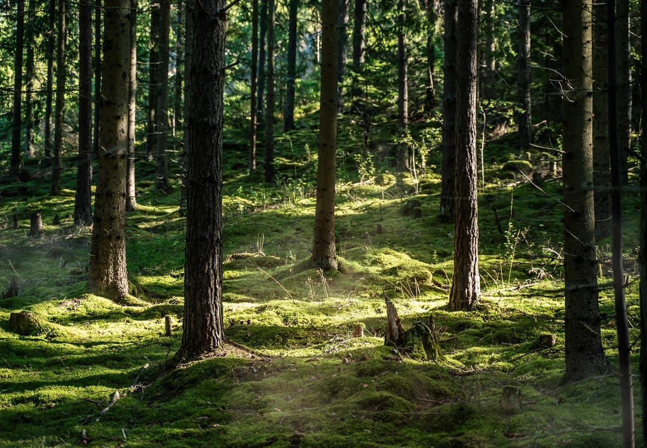 Active forest sourcing